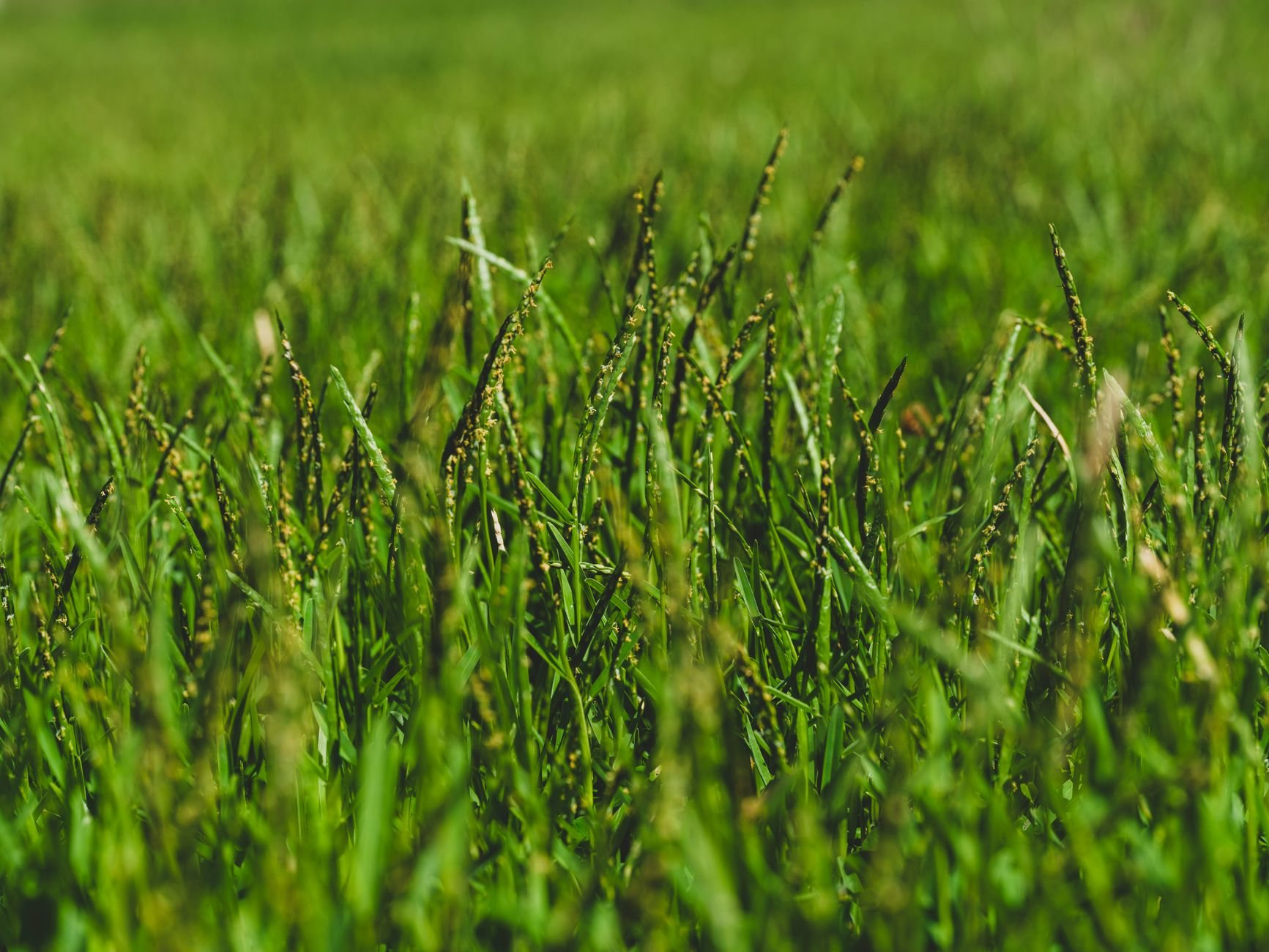 Winter rye overseeding in Phoenix, AZ